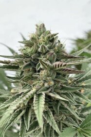 Humboldt Seed Company Humboldt Pound Cake - 5 feminized seeds