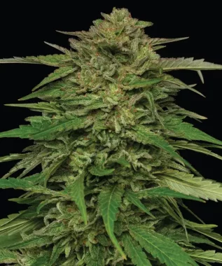 Humboldt Seed Company Mango Sherbert - 5 feminisierte Samen