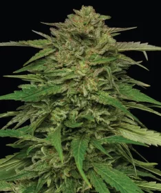 Humboldt Seed Company Mango Sherbert - 5 feminized seeds