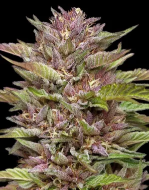 Humboldt Seed Company Pineapple Muffin - 5 feminisierte...