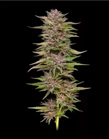 Humboldt Seed Company Pineapple Muffin - 5 feminisierte Samen