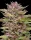 Humboldt Seed Company Pineapple Muffin - 5 feminisierte Samen