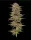 Humboldt Seed Company Pineapple Muffin - 5 feminisierte Samen