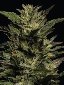 Humboldt Seed Company Pistachio - 5 feminized seeds