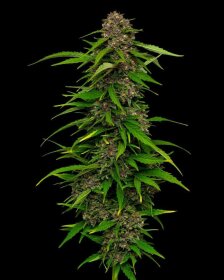 Humboldt Seed Company Squirt - 5 feminisierte Samen