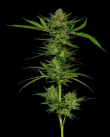 Humboldt Seed Company Slightly Stoopid Fruits - 5 feminized seeds