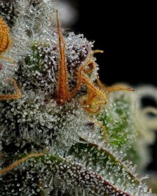 Humboldt Seed Company Vanilla Créme Pie - 5 feminized seeds