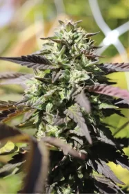 Humboldt Seed Company Chunkadelic AUTO - 5 automated seeds