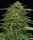 Humboldt Seed Company Mango Sherbert AUTO - 5 autoflowering Samen