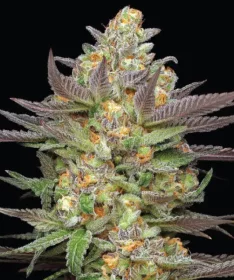 Humboldt Seed Company Mint Jelly AUTO - 5 automated seeds