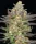 Humboldt Seed Company Mint Jelly AUTO - 5 autoflowering Samen