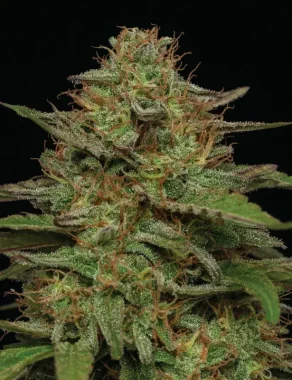 Humboldt Seed Company Strawberry Cheesecake AUTO - 5...