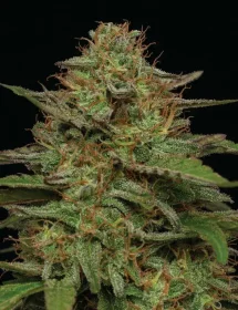 Humboldt Seed Company Strawberry Cheesecake AUTO - 5 autoflowering Samen