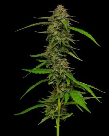 Humboldt Seed Company Strawberry Cheesecake AUTO - 5 autoflowering Samen