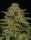 Humboldt Seed Company Strawberry Cheesecake AUTO - 5 automatisierte Samen