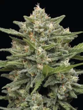 Humboldt Seed Company Vanille Latte AUTO - 5...