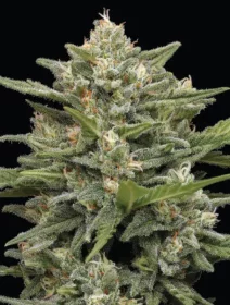 Humboldt Seed Company Vanilla Latte AUTO - 5 automated seeds