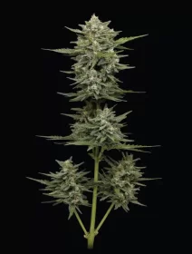 Humboldt Seed Company Vanille Latte AUTO - 5 autoflowering Samen