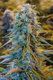 Humboldt Seed Organization Blue Dream - 3 feminized seeds