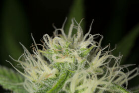 Humboldt Seed Organization Blue Dream - 3 feminized seeds