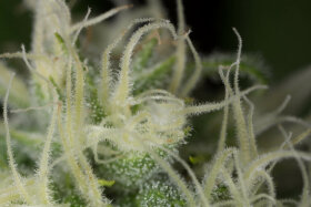 Humboldt Seed Organization Blue Dream - 3 feminisierte Samen