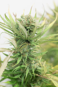 Humboldt Seed Organization Blue Dream - 3 feminisierte Samen