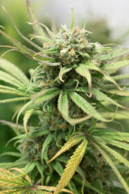 Humboldt Seed Organization Blue Dream - 3 feminisierte Samen