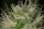 Humboldt Seed Organization Blue Dream - 3 feminisierte Samen