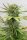 Humboldt Seed Organization Blue Dream - 3 feminisierte Samen