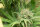 Humboldt Seed Organization Blue Dream - 3 feminisierte Samen