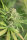 Humboldt Seed Organization Blue Dream - 3 feminisierte Samen