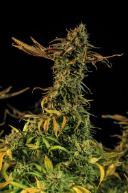 Humboldt Seed Organization Blueberry Headband - 3 feminized seeds