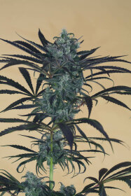 Humboldt Seed Organization Blueberry Headband - 3 feminized seeds