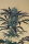 Humboldt Seed Organization Blueberry Headband - 3 feminisierte Samen