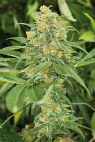 Humboldt Seed Organization Green Crack 2.0 - 3 feminized seeds