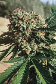 Humboldt Seed Organization Sapphire OG - 3 feminisierte Samen