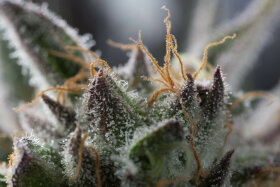 Humboldt Seed Organization Sapphire OG - 3 feminisierte Samen