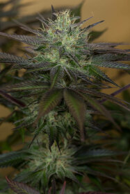 Humboldt Seed Organization Sapphire OG - 3 feminized seeds