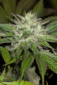 Humboldt Seed Organization Sapphire OG - 3 feminisierte Samen