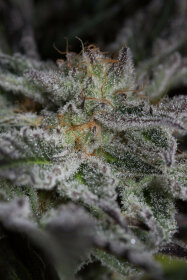 Humboldt Seed Organization Sapphire OG - 3 feminisierte Samen