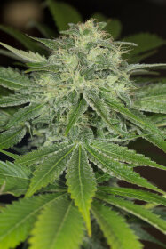 Humboldt Seed Organization Sapphire OG - 3 feminisierte Samen