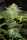 Humboldt Seed Organization Sapphire OG - 3 feminisierte Samen