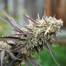 Humboldt Seed Organization Ice Cream Cake Fast - 3 feminized seeds