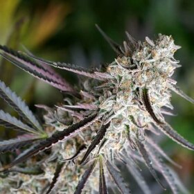 Humboldt Seed Organization Peanut Butter Breath Fast - 3 feminized seeds