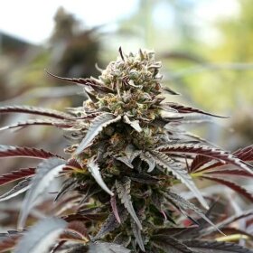 Humboldt Seed Organization White Runtz Fast - 3 feminized seeds