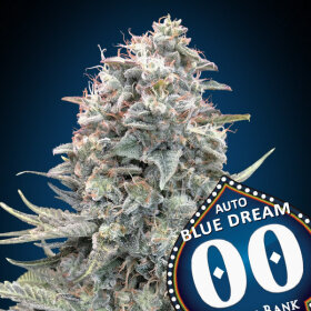 00 Seeds Bank Blue Dream AUTO - 3 autoflowering Samen