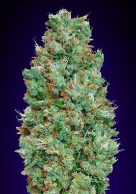 00 Seeds Bank Blueberry AUTO - 3 automatisierte Samen