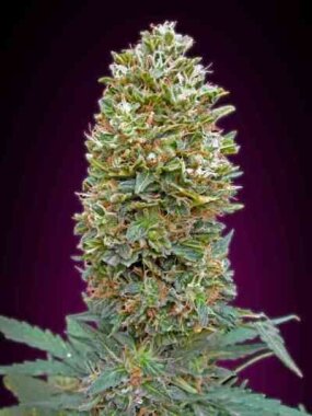 00 Seeds Bank Bubble Gum AUTO - 3 autoflowering Samen