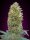 00 Seeds Bank Bubble Gum AUTO - 3 automatisierte Samen