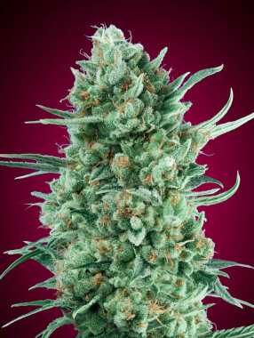 00 Seeds Bank Bubble Gum XXL AUTO - 3 autoflowering Samen